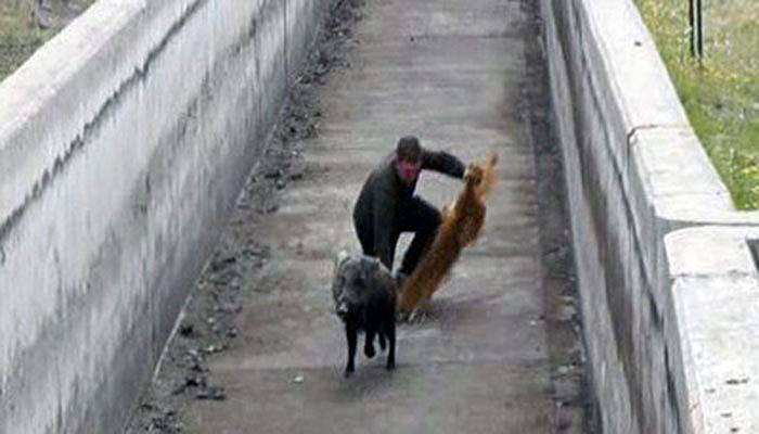 Hızlı domuz, görevlileri perişan etti