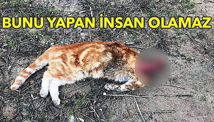Kafası kesilen kedi hayvanseverleri harekete geçirdi