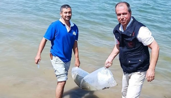 Baraja 75 bin sazan balığı yavrusu bırakıldı