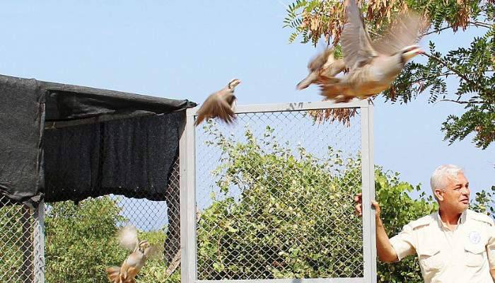 Darbe mağduru keklikler doğaya salındı