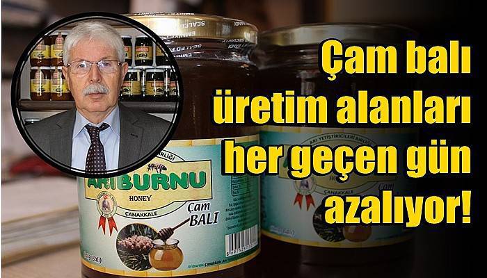 Çam balı üretim alanları her geçen gün azalıyor!