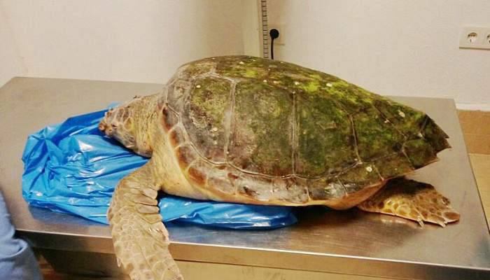Gökçeada’da Yaralı Caretta Caretta
