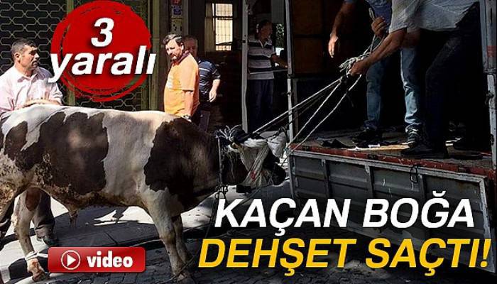 İstanbul’da kaçan boğa dehşet saçtı: 3 yaralı
