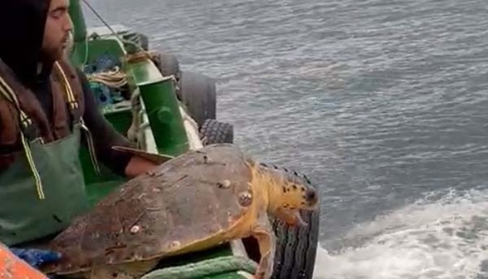 Ağlara takılan caretta caretta denize bırakıldı (VDEO)