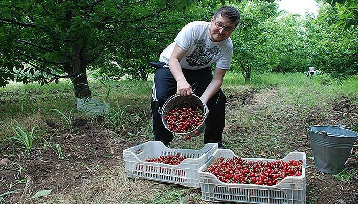 Kazdağları'nda kiraz üreticinin yüzünü güldürdü