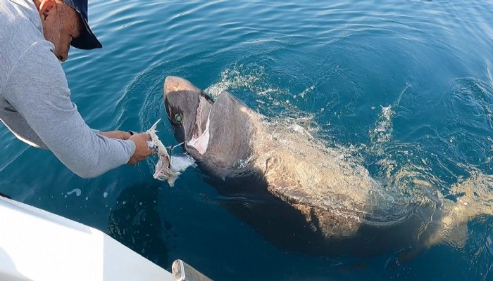 Saros Körfezi'nde yarım tonluk köpek balığı yakaladılar (VİDEO)
