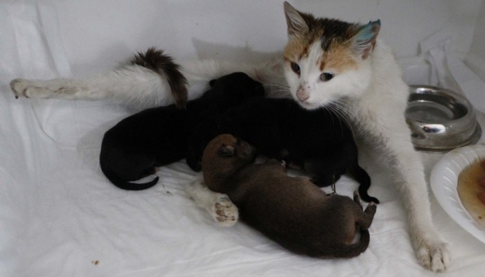 Yavrularını kaybeden kedi, yavru köpeklere sütanne oldu (VİDEO)