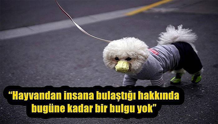 “Hayvandan insana bulaştığı hakkında bugüne kadar bir bulgu yok”