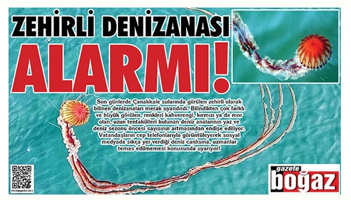 Zehirli denizanası alarmı! (VİDEO)