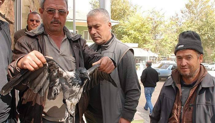 Yaralı karga tedaviye alındı
