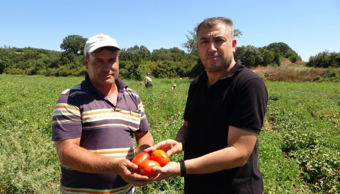 Çanakkale’de domates hasadı sancılı başladı: Tarlada ucuz, zincir marketlerde 10 katına satılıyor (VİDEO)