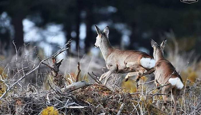 Nesli tükenmekte olan karacaları fotoğrafladı