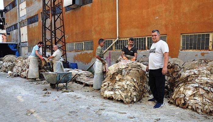17 işletme bu yıl 500 bin küçükbaş hayvan derisi işledi