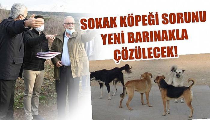 Sokak köpeği sorunu yeni barınakla çözülecek!