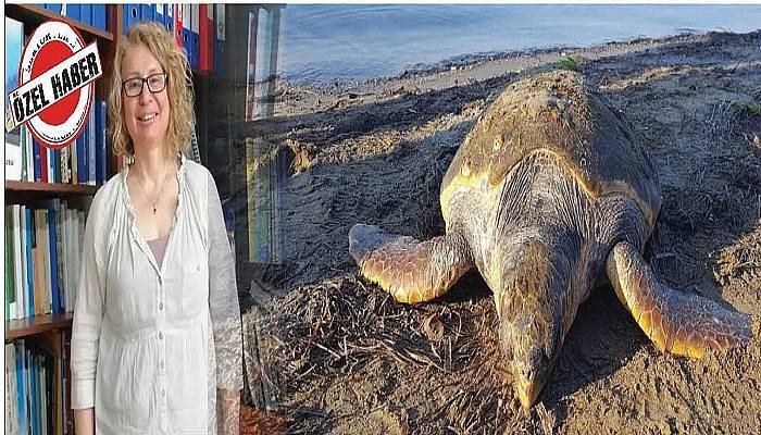 “Bir yerde deniz kaplumbağası yaşıyorsa, orası sağlıklıdır”