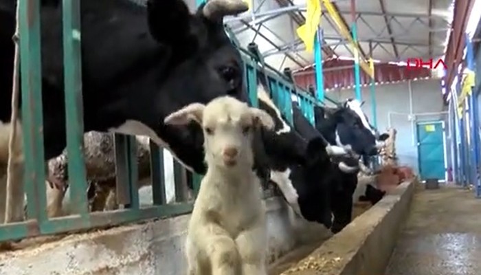 Ahırda hayvanlarına yem vermeye gitti, oğlağın inekten süt emdiğini görünce duygulandı (VİDEO)