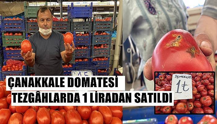 Çanakkale domatesi tezgâhlarda 1 liradan satıldı