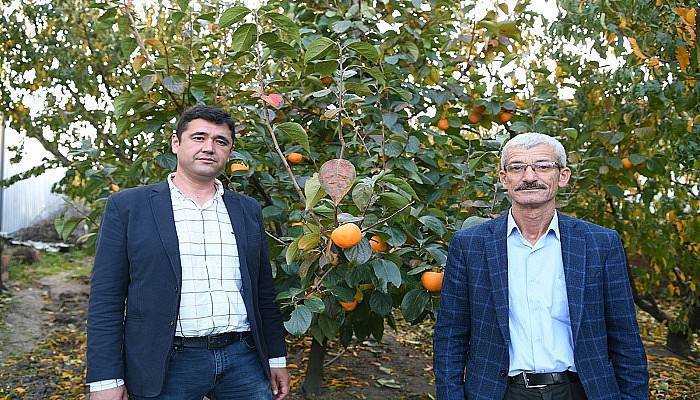 Hurma alternatif meyve olma yolunda