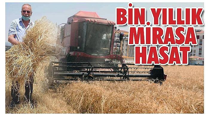 Belediye ‘Karakılçık’ buğdayını şenlikle hasat etti