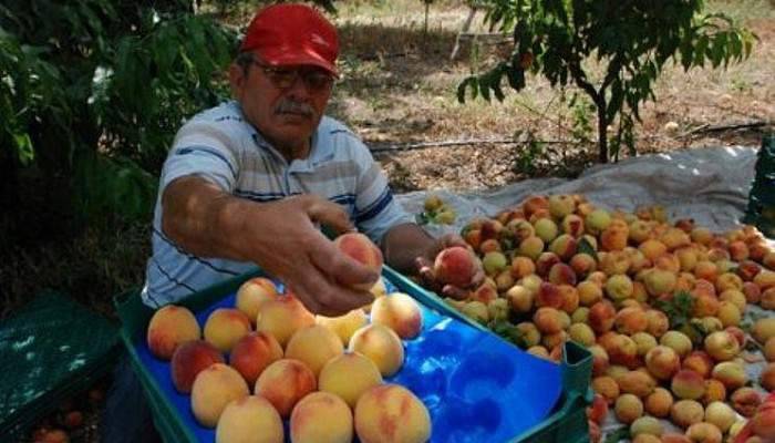  Türk çiftçisinin Afgan üreticiden neyi eksik? 