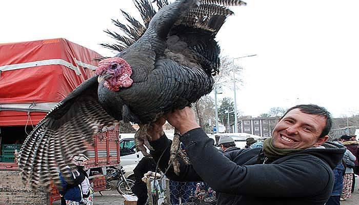 Yılbaşı hindileri görücüye çıktı