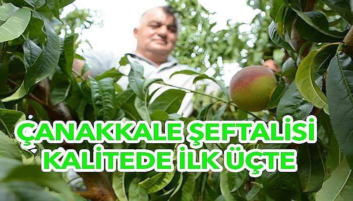 Üretici geç şeftali türlerine yönelmeye başladı