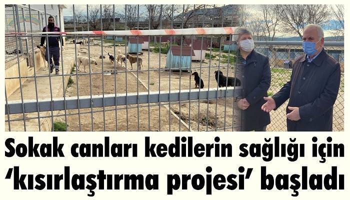 Sokak canları kedilerin sağlığı için ‘kısırlaştırma projesi’ başladı