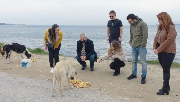 Türkiye’nin 41 ilinde barolar sokak hayvanlarını besledi