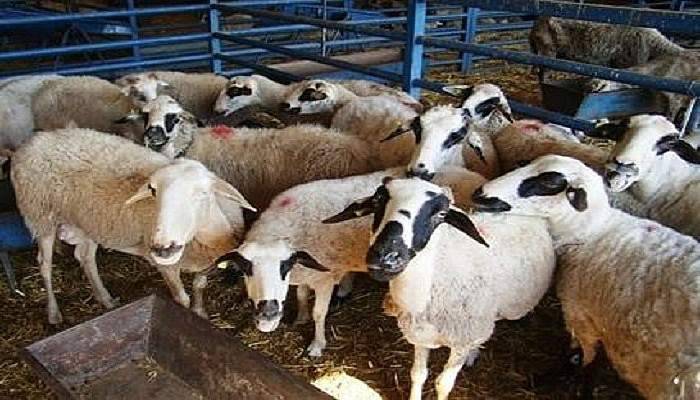 Koyunları kuzularıyla birlikte çalındı