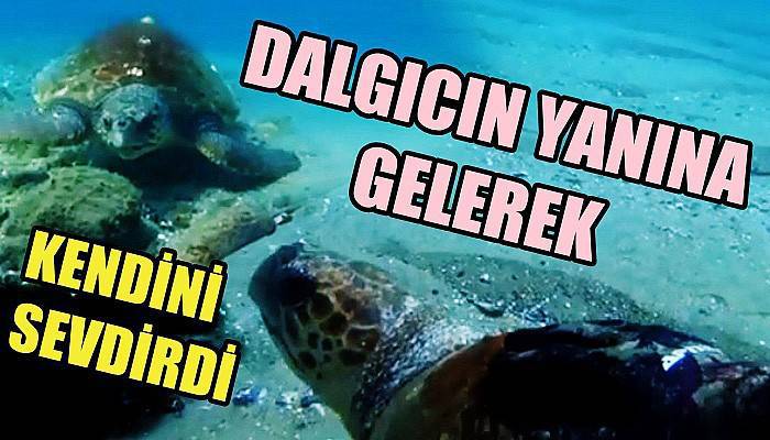 “Bir caretta carettaya dokunmak muhteşem bir duyguydu” (VİDEO)