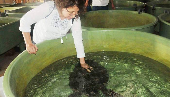 Yaralı Caretta Carettalara beslenme sondası