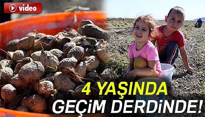 4 yaşında geçim derdinde