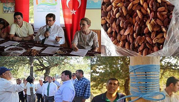Çanakkale'de Antepfıstığı Aşılama Projesi Başlatıldı
