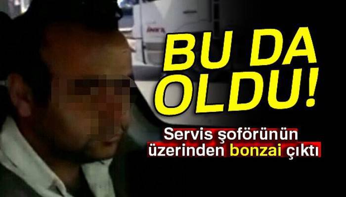 Servis şoförünün üzerinden bonzai çıktı