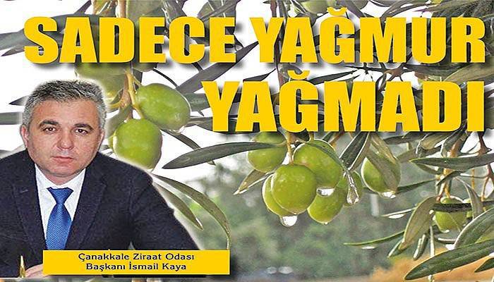 Yağmurlar üreticiyi sevindirdi