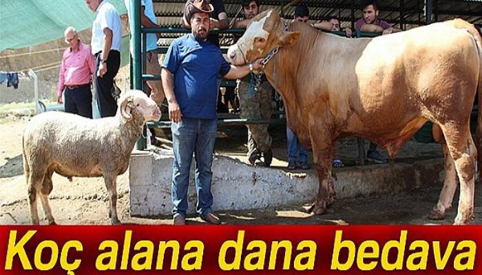 Koç alana dana bedava
