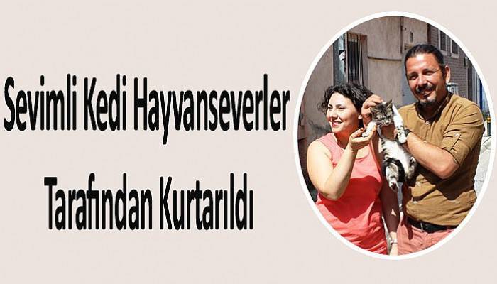 Yavru kedinin imdadına yetişti (VİDEO)