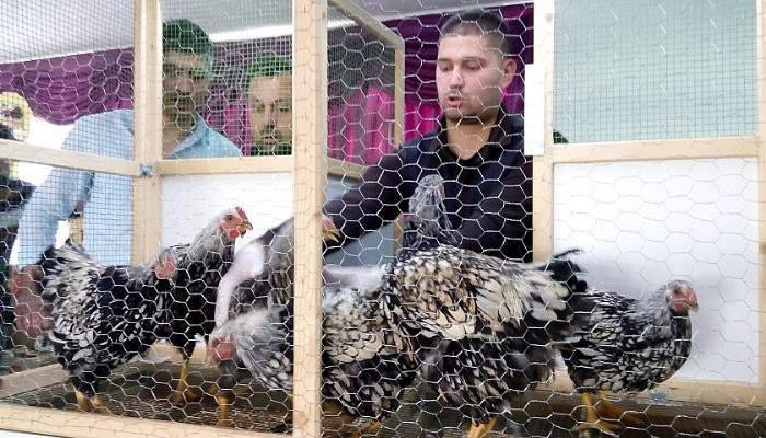 Lapseki'de geleneksel 3. tavuk mezadı yapıldı