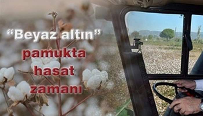 “Beyaz altın” pamukta hasat zamanı