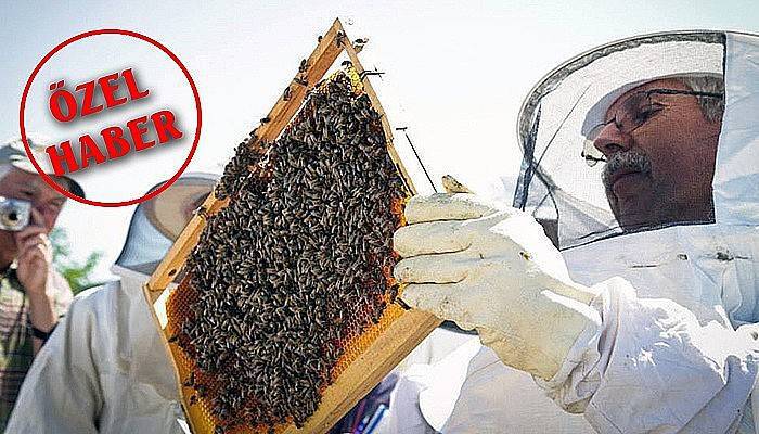 Gökçeada arısı tescillendi!