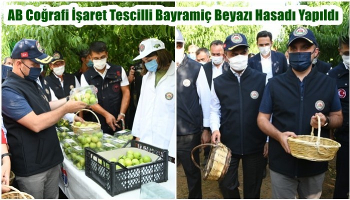 AB Coğrafi İşaret Tescilli Bayramiç Beyazı Hasadı Yapıldı