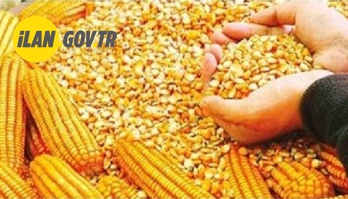 500 TON DANE MISIR İHALEYLE SATILACAK