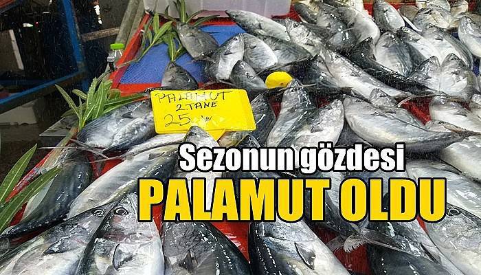 Sezonun gözdesi palamut oldu