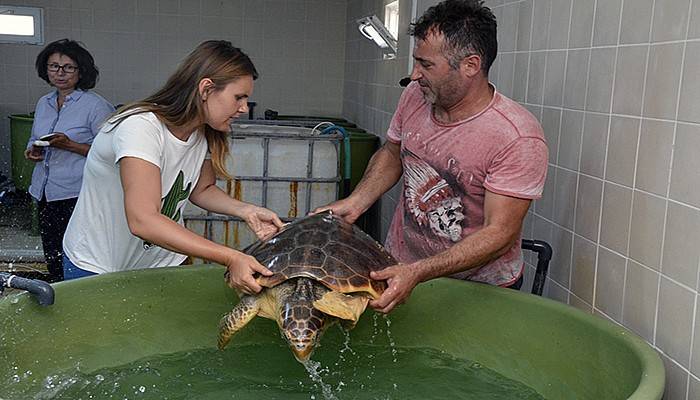 Çanakkale'de 2 Deniz Kaplumbağası Doğal Yaşamına Döndü