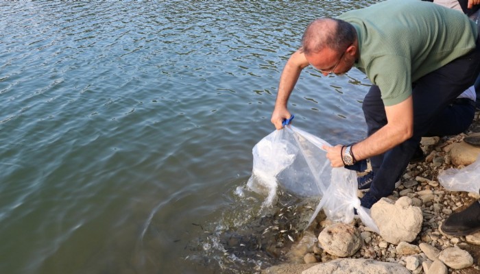 Çanakkale'de göletlere 250 bin pullu sazan balığı yavrusu bırakıldı (VİDEO)