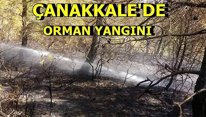 Çanakkale’de orman yangını