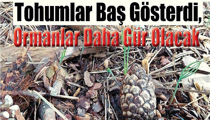 Tohumlar Baş Gösterdi, Ormanlar Daha Gür Olacak