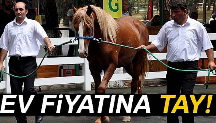 Ev fiyatına tay