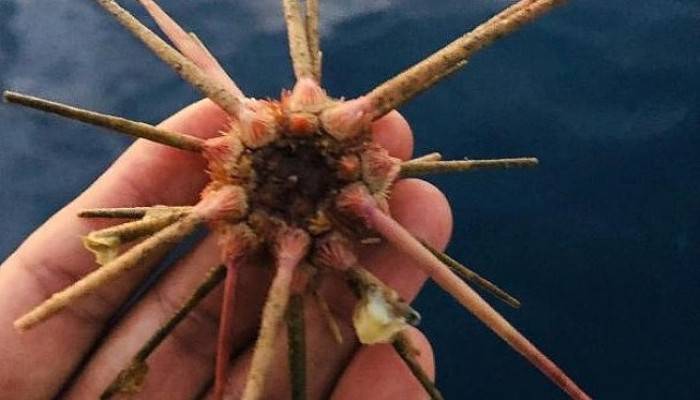 ÇANAKKALE'DE 100 METRE DERİNLİKTE BULUNDU