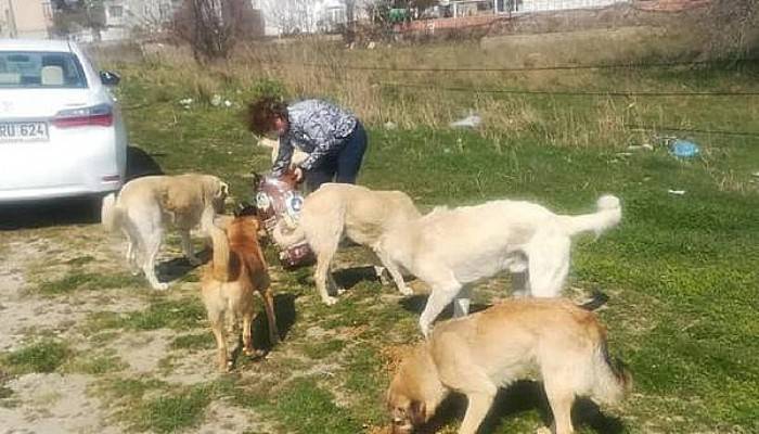 İNSANLAR EVLERE KAPANDI, AÇ KALAN SOKAK KÖPEKLERİNİ HAYVANSEVERLER BESLEDİ